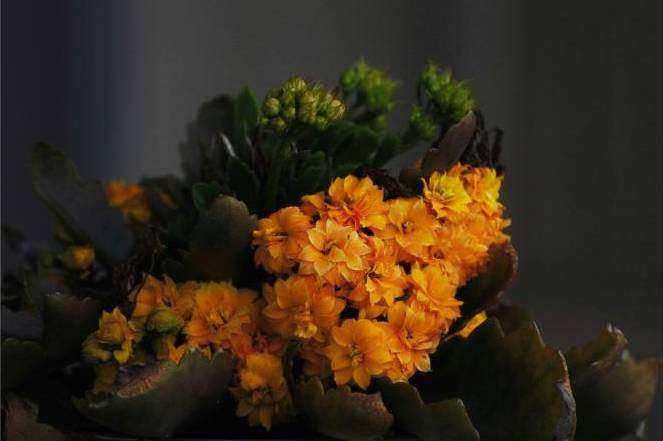 Luxury centerpiece sample