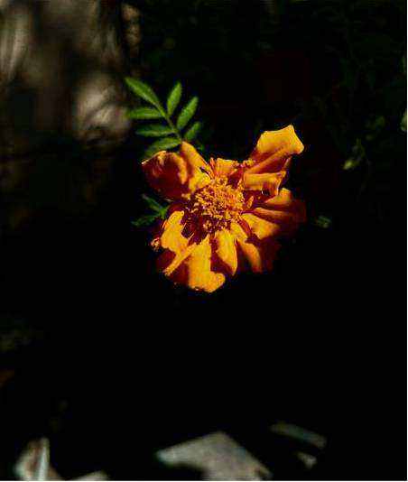 Event florals